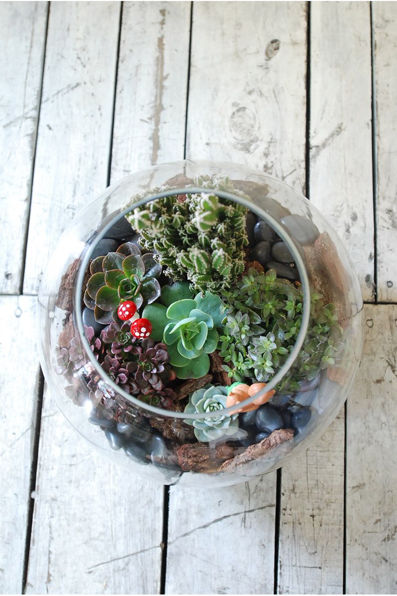 療癒款多肉玻璃圓缸造景Succulents in Fishbowl